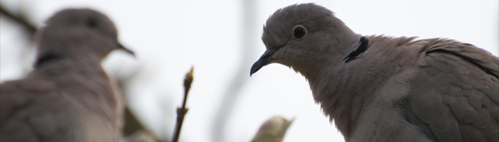 הדברה לכינים ויונים